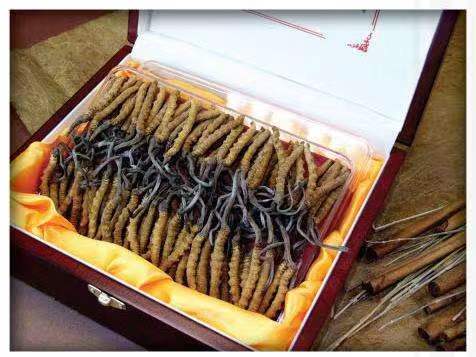 宜宾冬虫夏草回收